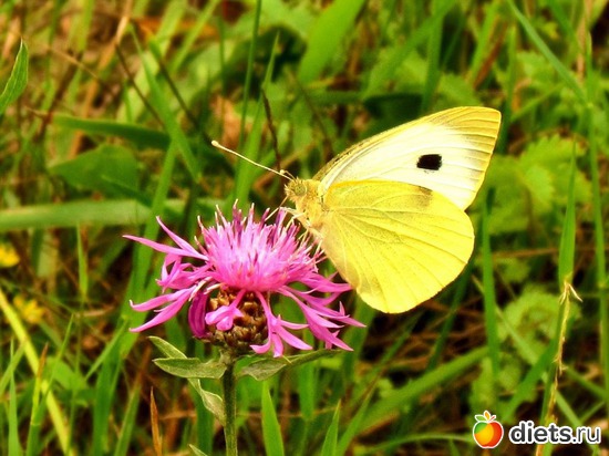 47 фото: Наши окрестности