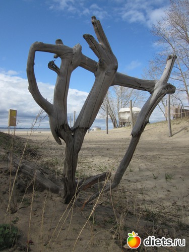 49 ����: ������