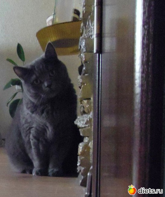 26 фото: Мой любимый голубой британец :)))