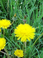 10/05/2012 Сегодня день одуванчика!