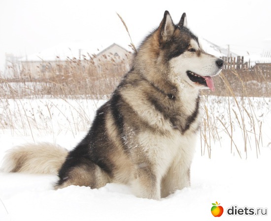 Агун- аляскинский маламут--собака моей дочери, альбом: животные