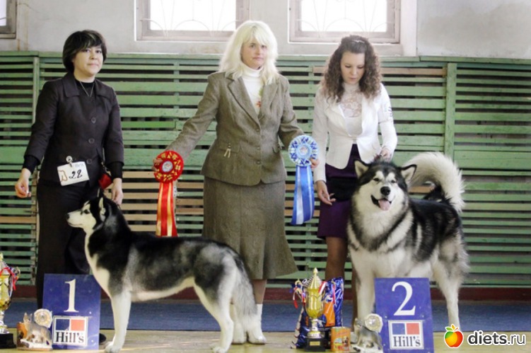 Агун на выставке (справа), альбом: животные