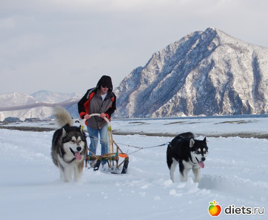 Агун и Берри запряженные в нарты., альбом: животные