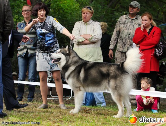 Агун на выставке с Татьяной, альбом: животные
