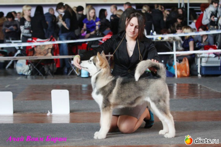 36 фото: животные