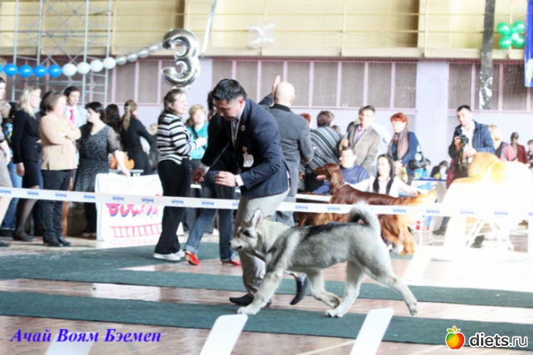 37 фото: животные