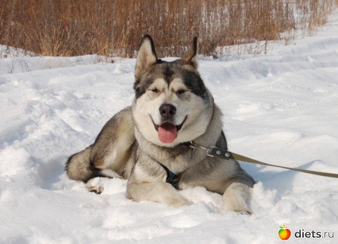 38 фото: животные