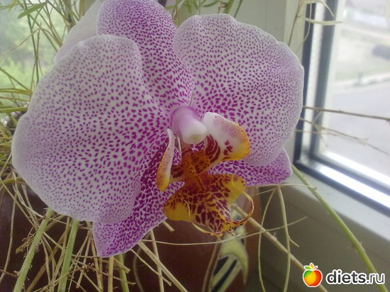 2 фото: ОРАНЖЕРЕЯ