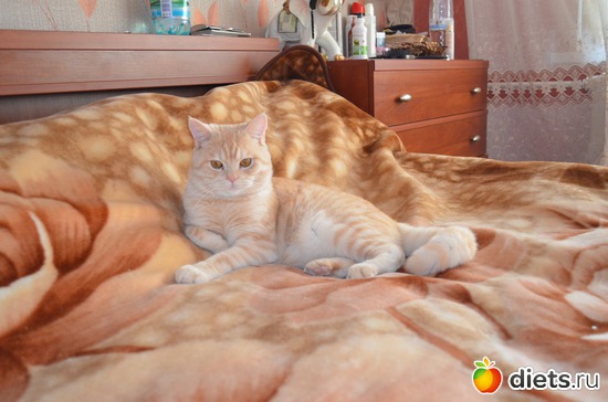 ����, ������: �����