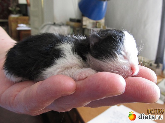 21 фото: кошки