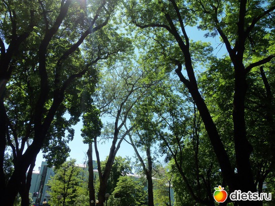 3 фото: Знакомый уютный Киев. Парки