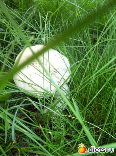 8 фото: Знакомый уютный Киев. Парки