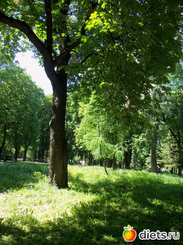 11 фото: Знакомый уютный Киев. Парки