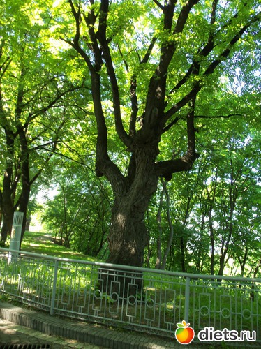 23 фото: Знакомый уютный Киев. Парки