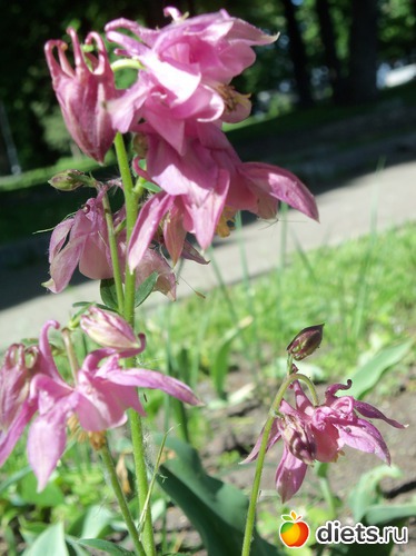 33 фото: Знакомый уютный Киев. Парки