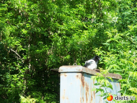 35 фото: Знакомый уютный Киев. Парки