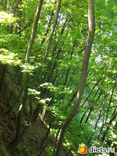 48 фото: Знакомый уютный Киев. Парки