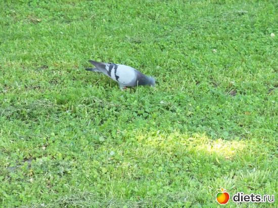 49 фото: Знакомый уютный Киев. Парки