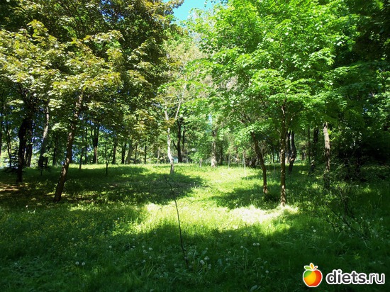 50 фото: Знакомый уютный Киев. Парки