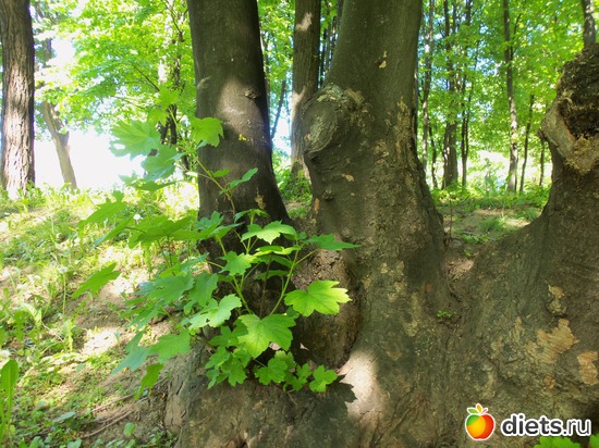 54 фото: Знакомый уютный Киев. Парки