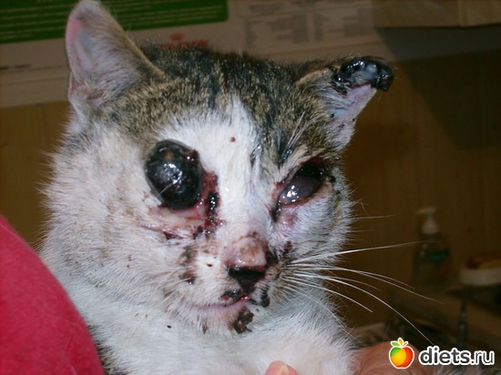 1 фото: Дела рук человеческих....Феликс...