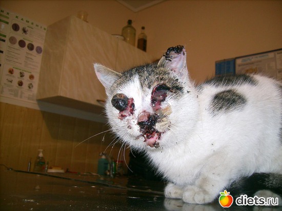 3 фото: Дела рук человеческих....Феликс...