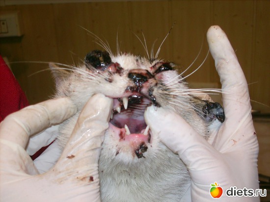 4 фото: Дела рук человеческих....Феликс...