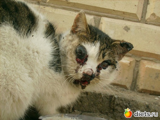 6 фото: Дела рук человеческих....Феликс...