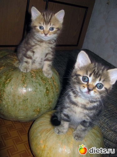 А это Босятки - ее детки, альбом: Моя кисуля