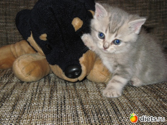 Бося еще котенок, альбом: Моя кисуля