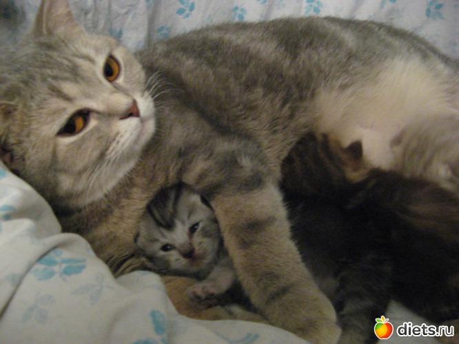 Мамашка, альбом: Моя кисуля