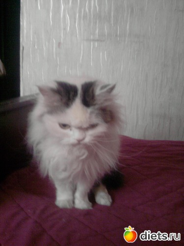 12 фото: мои пушистики