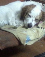 мои пушистики