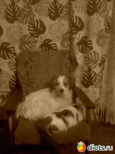 2 фото: мои пушистики