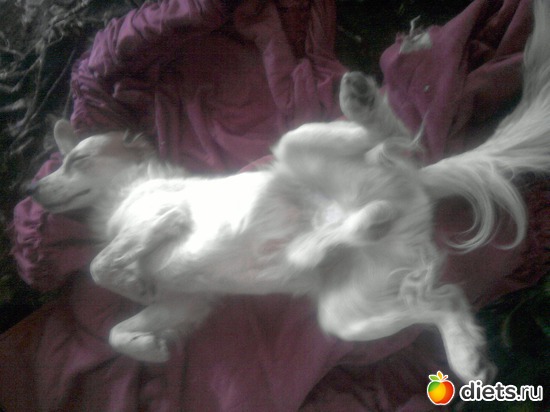 3 фото: мои пушистики