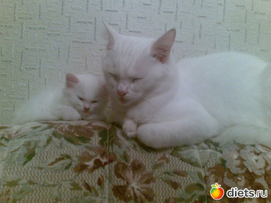 2 ����: ��� ���������