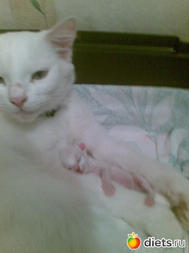 3 ����: ��� ���������