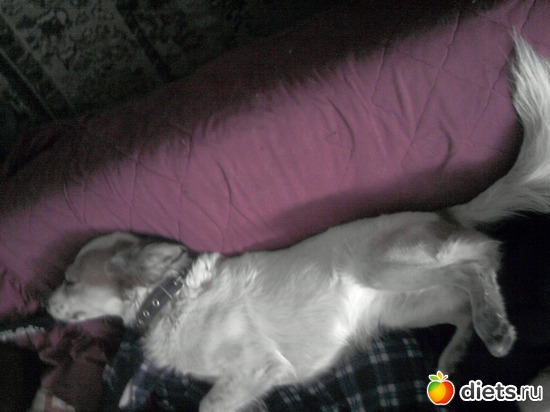 11 фото: мои пушистики