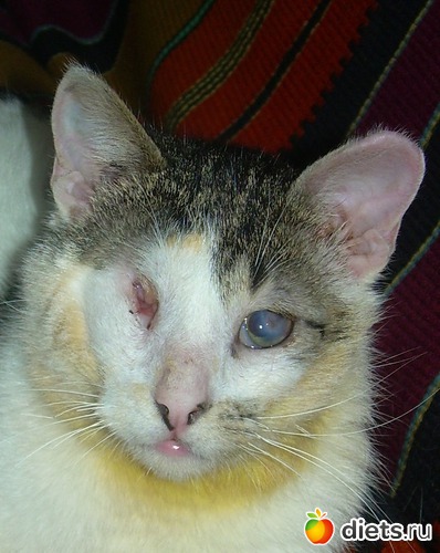 8 фото: Дела рук человеческих....Феликс...