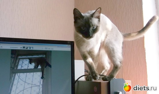 6 ������ ), ������: ����