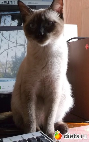 6 ������ ), ������: ����