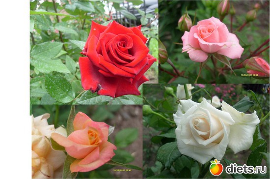 13 фото: Цветы