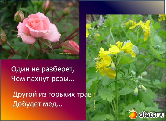 14 фото: Цветы