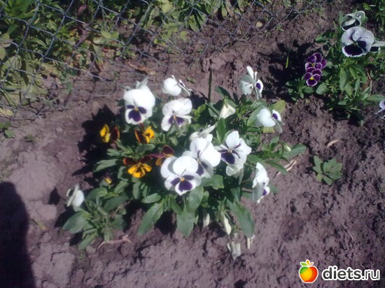 4 ����: ����