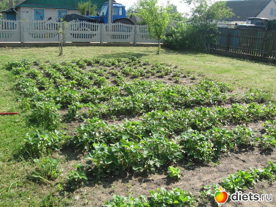 мои клубничные плантации, альбом: Мой сад-огород