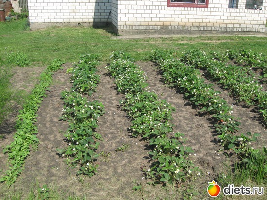 есть цветочки - будут ягодки, альбом: Мой сад-огород