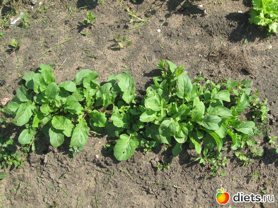 Руккола, альбом: Мой сад-огород