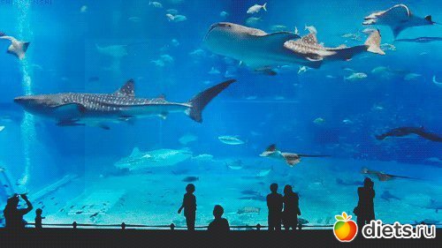 ������� ��� ������ �������