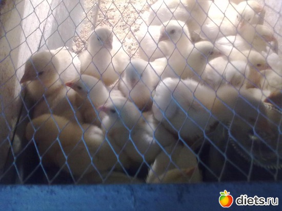 6 ����: ��� �����