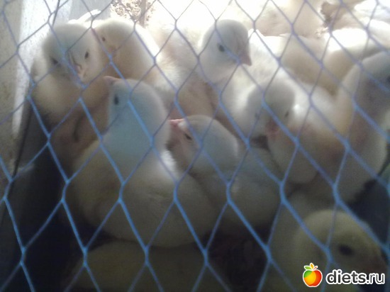 7 ����: ��� �����